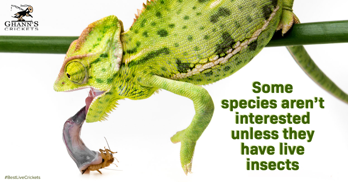 A chameleon eating a cricket.